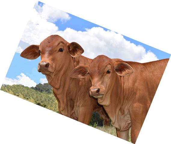 Wilfred Calves